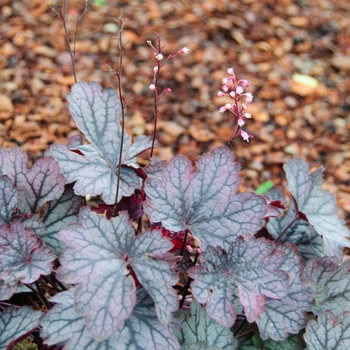 Heuchera 'Carnival Rose Granita' (113232)