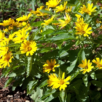 Heliopsis helianthoides 'Sunstruck' (113233)