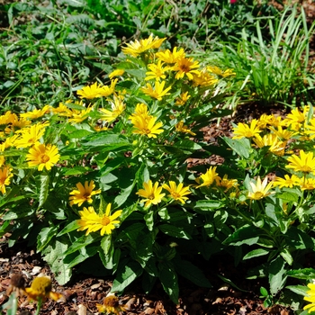 Heliopsis helianthoides 'Sunstruck' (113234)