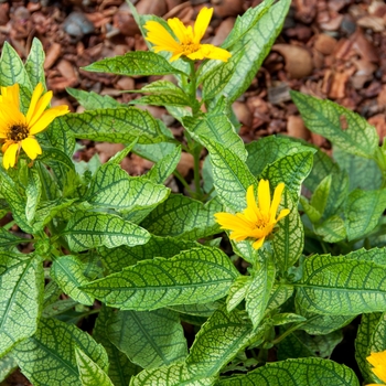 Heliopsis helianthoides 'Sunstruck' (113236)