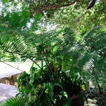 Cyathea cooperi '' (113239)