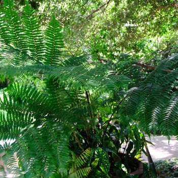 Cyathea cooperi '' (113240)