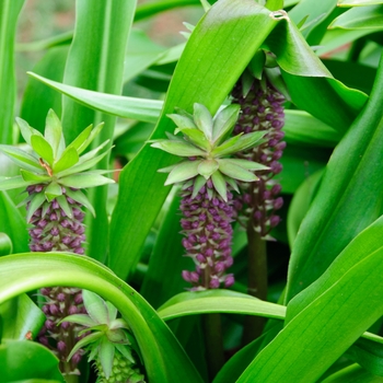 Eucomis comosa 'Tugela Jade' (113246)