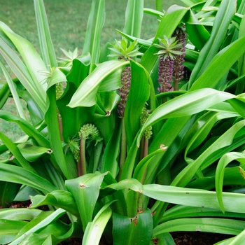 Eucomis comosa 'Tugela Jade' (113247)