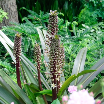 Eucomis comosa 'Sparkling Burgundy' (113250)