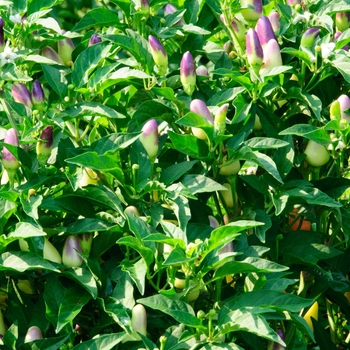 Capsicum annuum 'Loco' (113256)