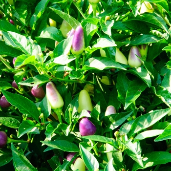 Capsicum annuum 'Loco' (113257)