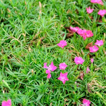 Dianthus 'Witch Doctor™' (113265)