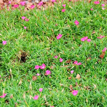 Dianthus 'Witch Doctor™' (113266)