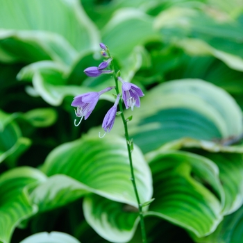 Hosta 'Hush Puppy' (113289)