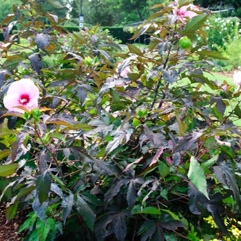 Hibiscus Summerific® 'Summer Storm' (113295)