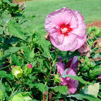 Hibiscus Summerific® 'Berrylicious' (113299)