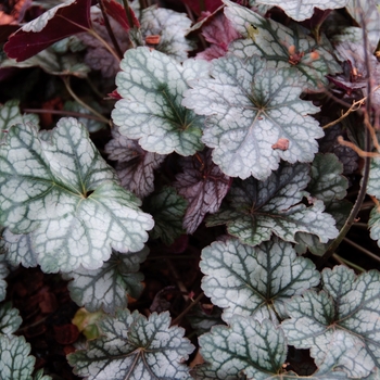 Heuchera 'Glitter' (113301)