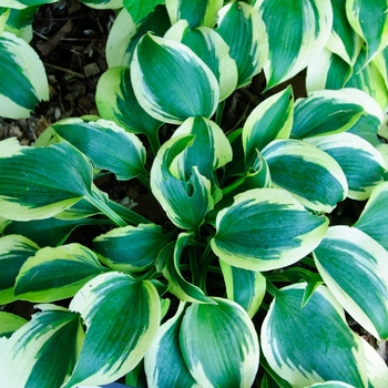 Hosta Shadowland® 'Autumn Frost' (113302)