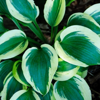 Hosta Shadowland® 'Autumn Frost' (113303)