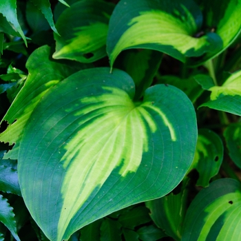 Hosta 'Lakeside Shore Master' (113304)