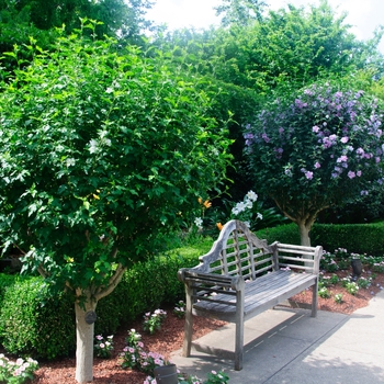 Hibiscus syriacus 'Jeanne de Arc' (113310)