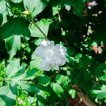 Hibiscus syriacus 'Jeanne de Arc' (113311)