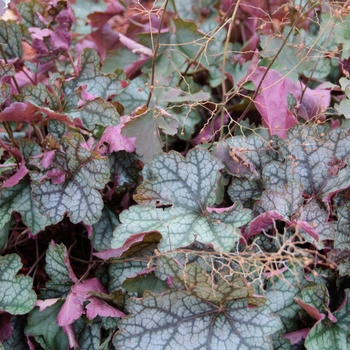 Heuchera 'Carnival Watermelon' (113315)