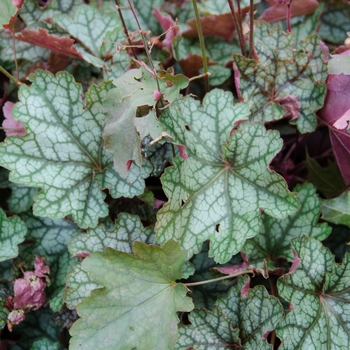 Heuchera 'Carnival Watermelon' (113316)