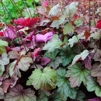 Heuchera 'Carnival Watermelon' (113317)