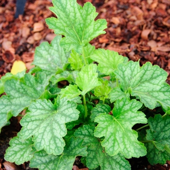 Heuchera 'Carnival Cocomint' (113318)