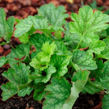 Heuchera 'Carnival Cocomint' (113319)