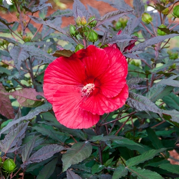 Hibiscus rosa-sinensis \'White Center | Garden Hibiscus Wings\' Tropical Marketing
