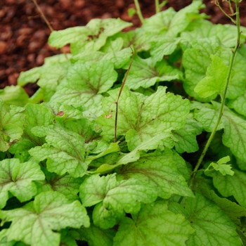 Heucherella 'Fire Frost' (113323)