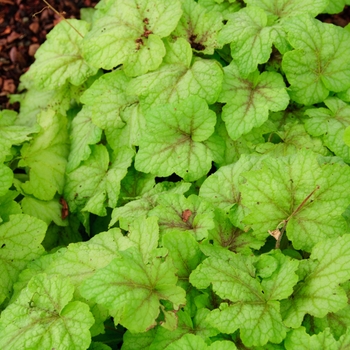 Heucherella 'Fire Frost' (113324)