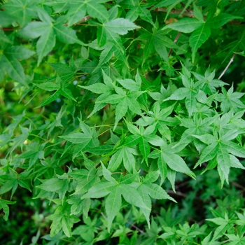 Acer palmatum 'Shindeshojo' (113337)