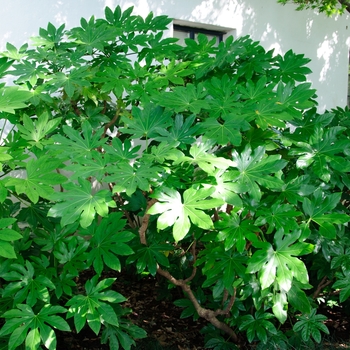 Fatsia japonica '' (113342)