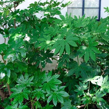 Fatsia japonica '' (113343)