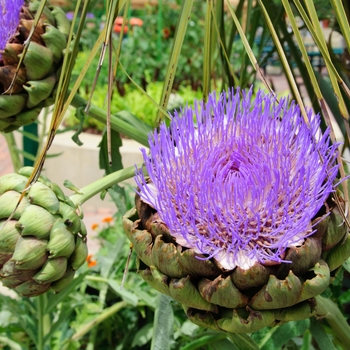 Cynara scolymus 'Imperial Star' (113344)