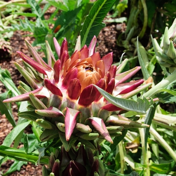 Cynara scolymus 'Imperial Star' (113345)