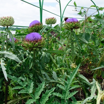 Cynara scolymus 'Imperial Star' (113346)