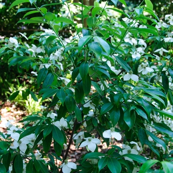 Cornus angustata 'Empress of China®' (113347)