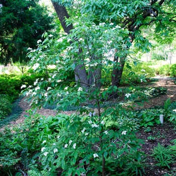 Cornus angustata 'Empress of China®' (113348)