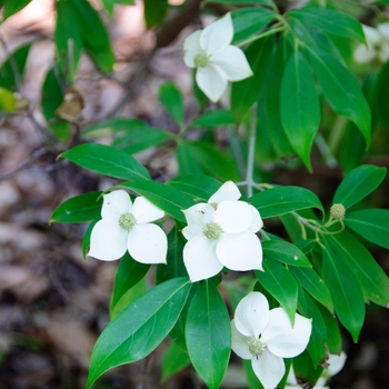 Cornus angustata 'Empress of China®' (113349)