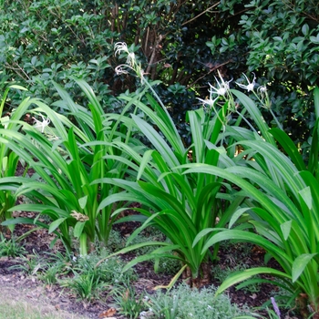 Hymenocallis caribaea 'Tropical Giant' (113350)