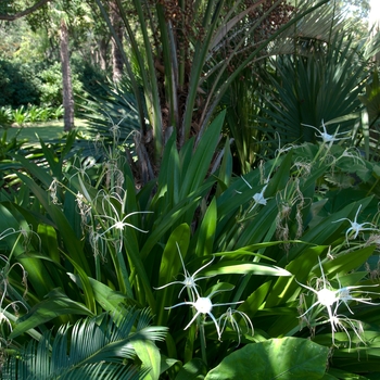 Hymenocallis caribaea 'Tropical Giant' (113352)