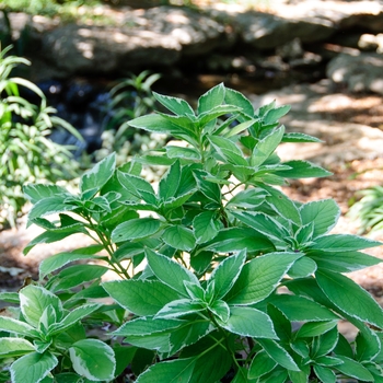 Hydrangea macrophylla 'Variegata' (113354)