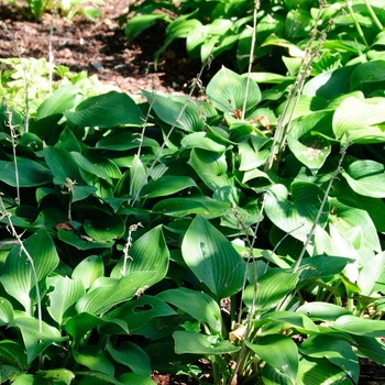 Hosta 'Resonance' (113357)