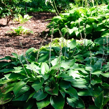 Hosta 'Resonance' (113358)