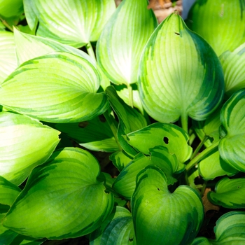 Hosta 'Pineapple Punch' (113361)