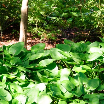 Hosta 'Blue Cadet' (113362)