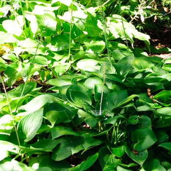 Hosta 'Blue Cadet' (113363)