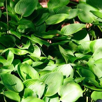 Hosta 'Blue Cadet' (113364)