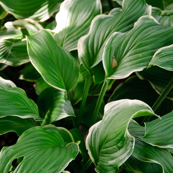 Hosta 'Sugar and Cream' (113380)