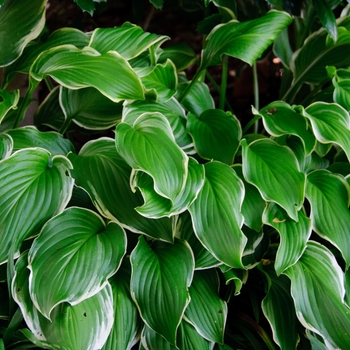 Hosta 'Sugar and Cream' (113381)